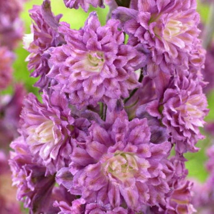 Дельфиниум Highiander Фламенко 1шт (КолЛайн) 