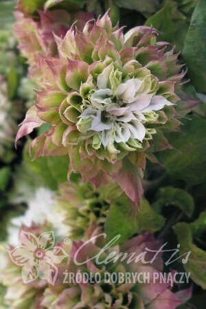Клематис Сен-но-Казе 1шт (КолЛайн) светло-зеленый с роз.оттенком