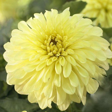 Георгина Гэллери Серенада 1шт (КолЛайн)