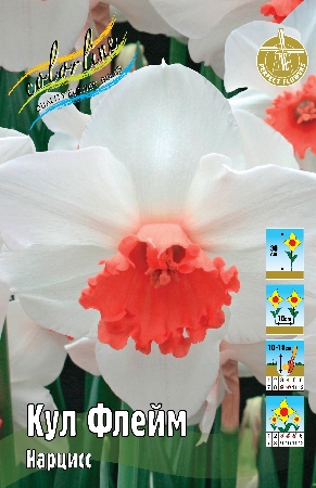 Нарцисс Кул Флейм 12/14 1шт (КолЛайн) 2шт/уп