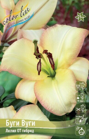 Лилия Буги Вуги 1шт 12/14 (КолЛайн) 5шт/уп