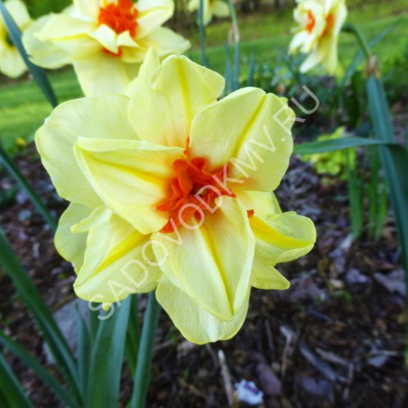 Нарцисс Дабл Фэшион 12/14 1шт (КолЛайн) 5шт/уп