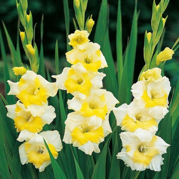 Гладиолус Багги 10/12 1шт (КолЛайн) 3шт/уп