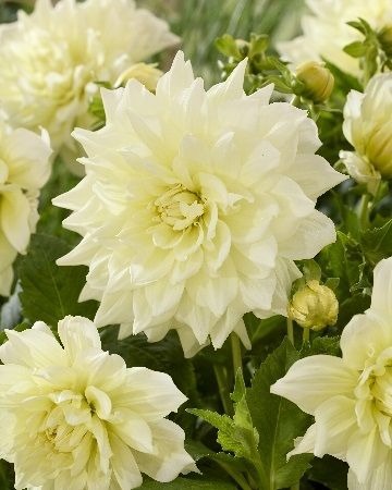 Георгина Айсбрейкер 1шт (КолЛайн)