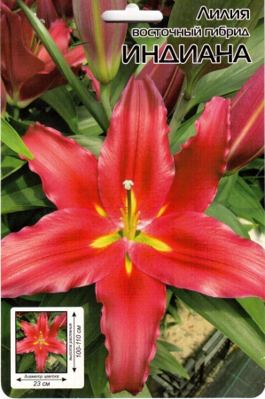 Лилия Индиана 12/14 1шт (КолЛайн) 5шт/уп