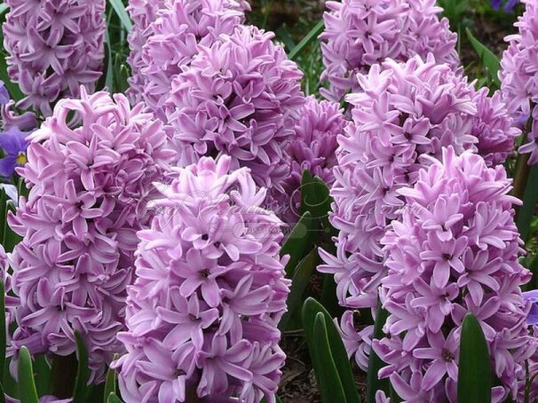 Гиацинт Сплендит Корнелия 14/15 1шт (КолЛайн) 3шт/уп