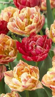 Тюльпан 17 век 2й эффкт 1шт (КолЛайн) 5шт/уп