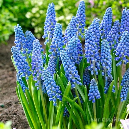 Мускари Биг Смайл 1шт (КолЛайн) 10шт/уп голубой с бел.каймой