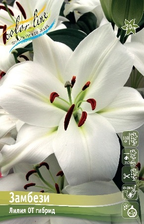 Лилия Замбези 14/16 1шт (КолЛайн) 2шт/уп 