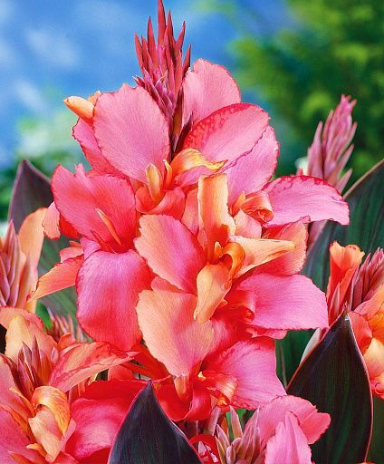 Канна Чемпион 1шт (КолЛайн) 2шт/уп