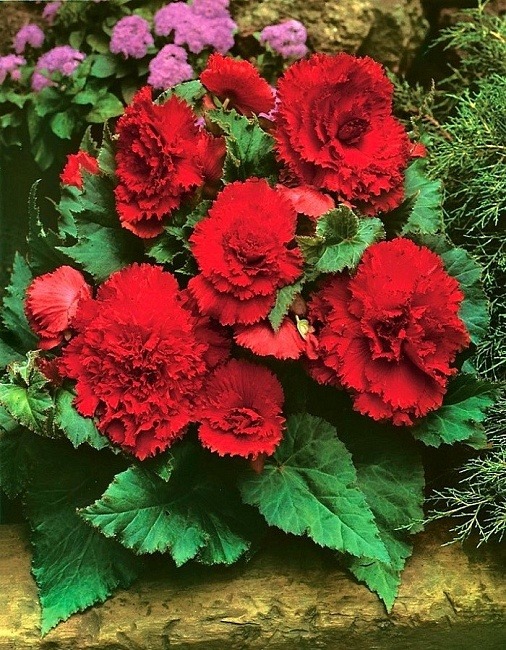 Бегония Бахромчатая Красная 5/6 1шт (КолЛайн)