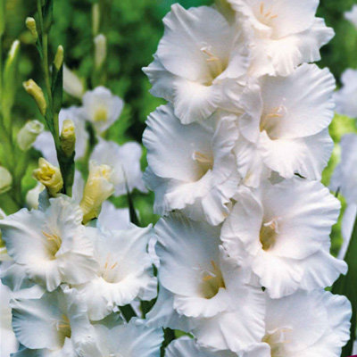 Гладиолус Бангладеш 10/12 1шт (КолЛайн) 8шт/уп