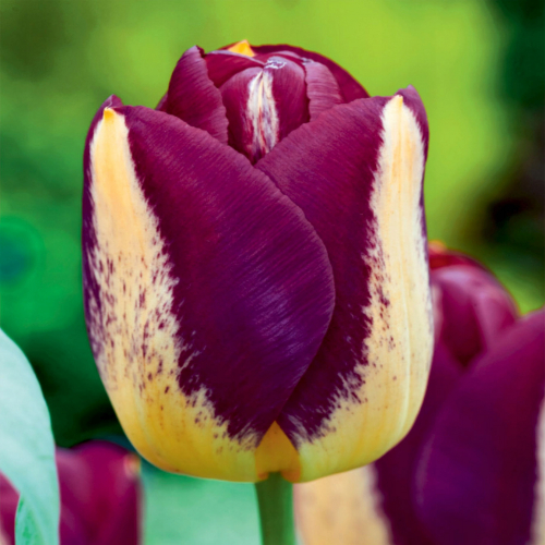 Тюльпан Бостон 11/12 1шт (Садовита) 8шт/уп