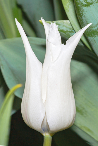 Тюльпан Трес Чик 11/12 1шт (Садовита) 8шт/уп