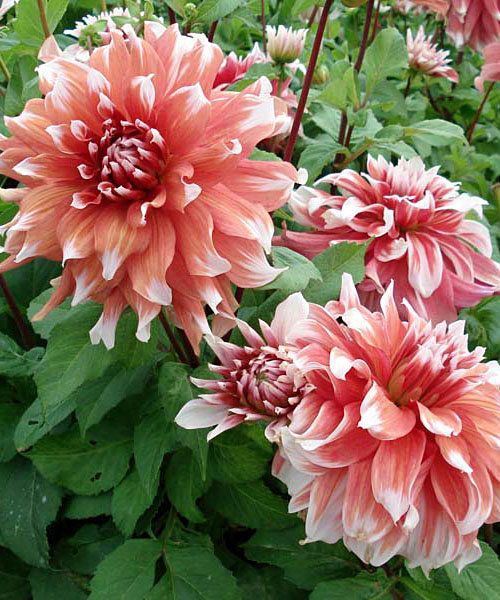 Георгина Фрост Нип 1шт (КолЛайн)