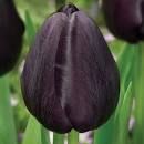 Тюльпан Блэк Бин 1шт (КолЛайн) 8шт/уп