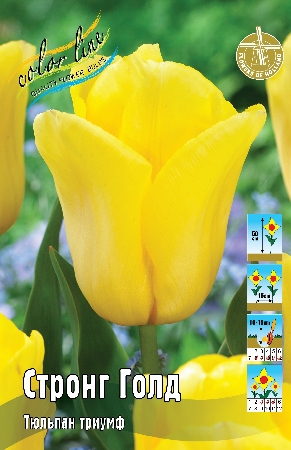 Тюльпан Стронг Голд 1шт (КолЛайн) 3шт/уп