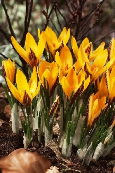 Крокус Узколистный ботанический 1шт (КолЛайн) 10шт/уп