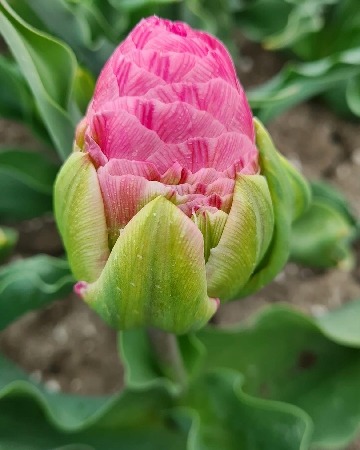 Тюльпан Строуберри Крем 12/+ 1шт (КолЛайн) 2шт/уп