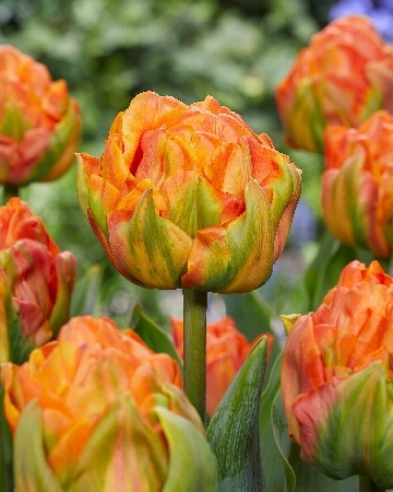 Тюльпан Лоренцо 1шт (КолЛайн) 8шт/уп