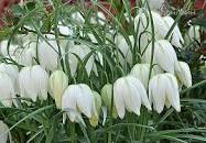 Фритиллярия Мелеагрис Альба 1шт (КолЛайн) 7шт/уп