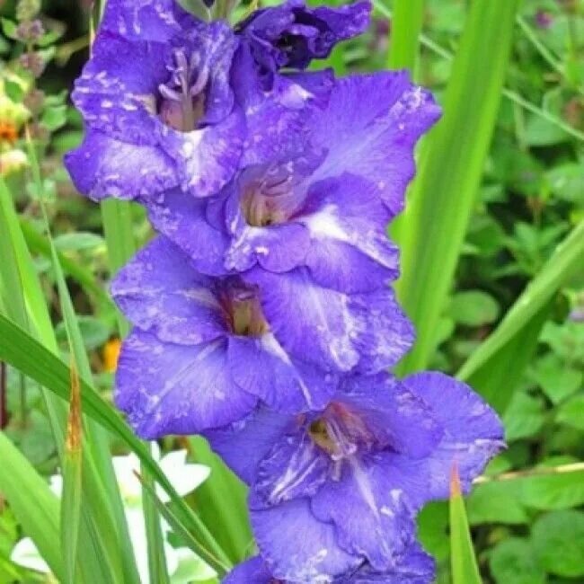 Гладиолус Блю Айл 1шт 12/14 (КолЛайн) 7шт/уп