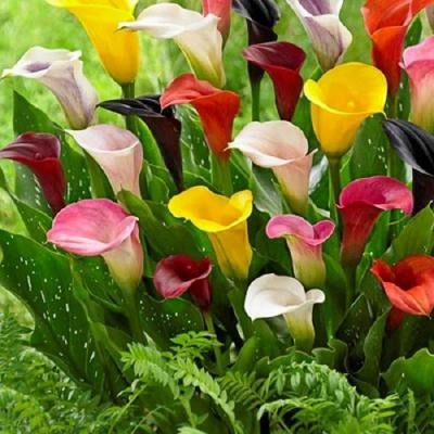 Калла Смесь 1шт (КолЛайн) 3шт/уп