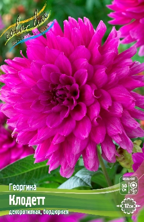 Георгина Клодетт 1шт (КолЛайн)