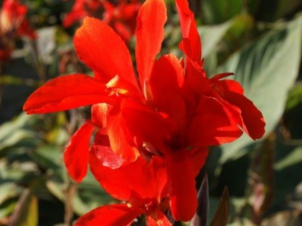 Канна Рэд Бьюти 1шт (КолЛайн) 2шт/уп