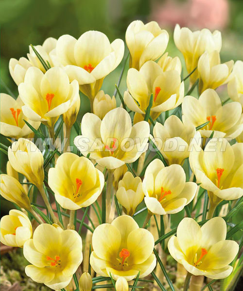 Крокус Крим Бьюти 1шт (Садовита) 10шт/уп