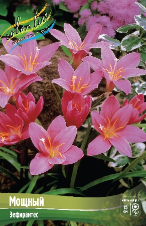 Зефирантус Робустус Мощный 7+ 1шт (КолЛайн) 10шт/уп