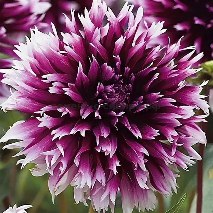 Георгина Алауна Клер Обскур 1шт (КолЛайн)