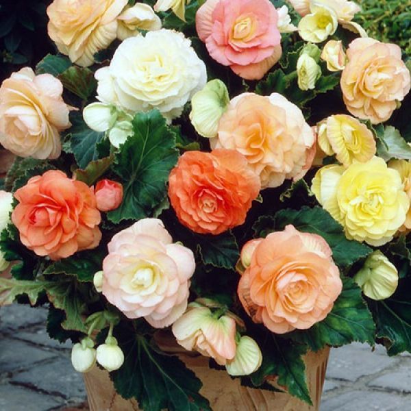 Бегония Пастель смесь 1шт (Садовита) 3шт/уп