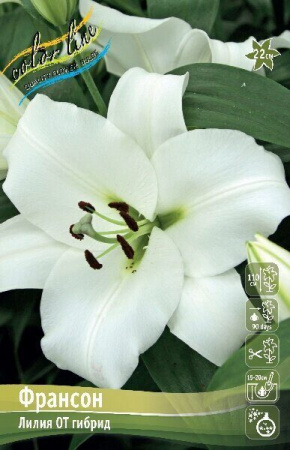 Лилия Франсон 12/14 1шт (КолЛайн) 5шт/уп