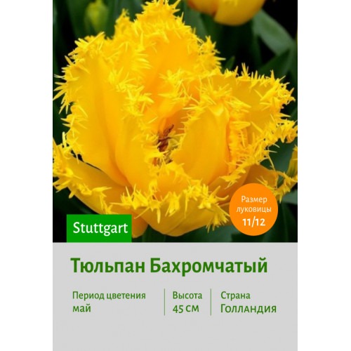 Тюльпан Штутгарт 11/12 1шт (КолЛайн) 3шт/уп