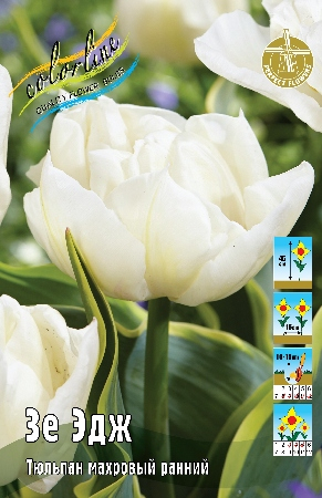 Тюльпан Зе Эдж 1шт (КолЛайн) 7шт/уп