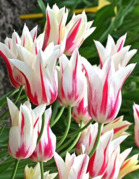 Тюльпан Мэрилин 1шт (КолЛайн) 3шт/уп лилиецв.