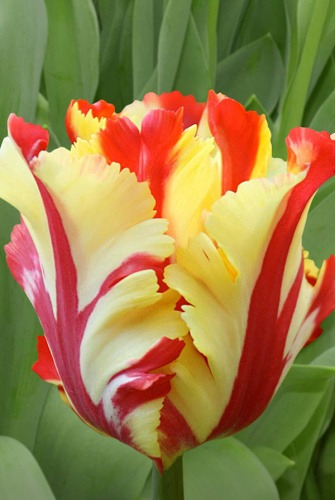 Тюльпан Техас Флэйм 1шт (Садовита) 7шт/уп