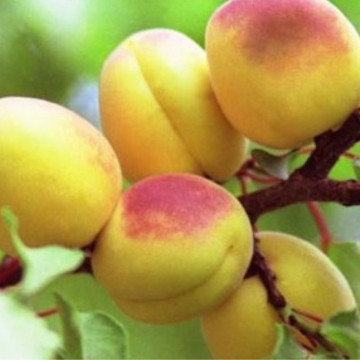 Абрикос Орловчанин (Садовита)