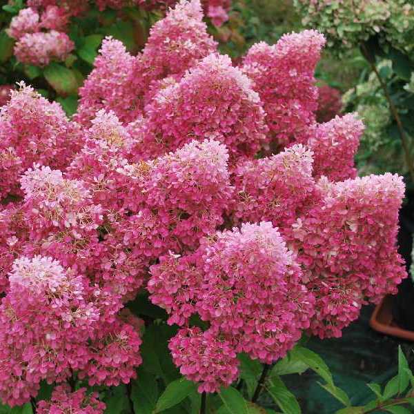 Гортензия Петит Флори 1шт (КолЛайн)