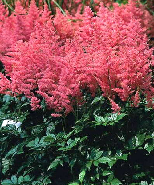 Астильба Анита Пфайфер 1шт (КолЛайн) 2шт/уп