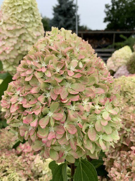 Гортензия Пиксио метельч. 1шт (КолЛайн)