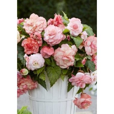 Бегония Сплендид Фламенко 1шт (КолЛайн) 