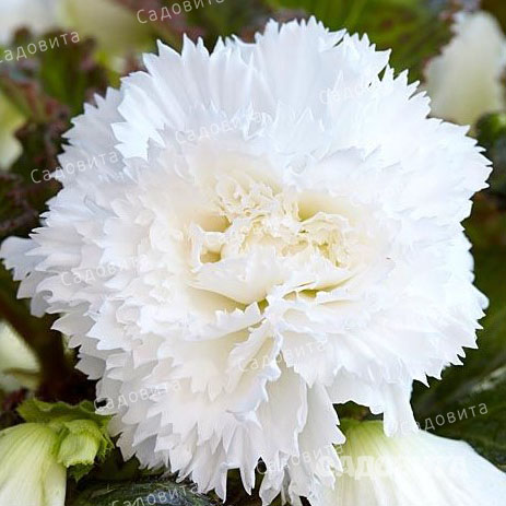 Бегония Бахромчатая Белая 5/6 1шт (Садовита) 3шт/уп