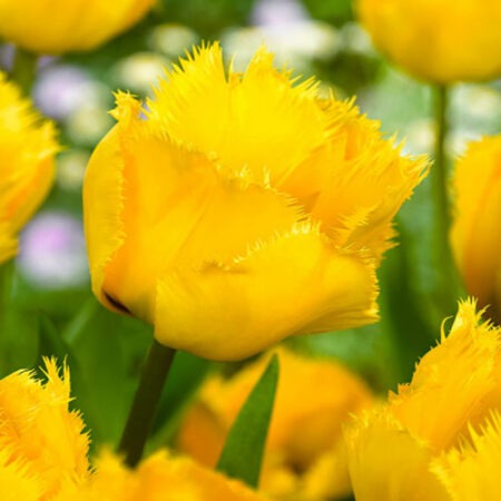 Тюльпан Кристалл Стар 11/12 1шт (Садовита) 3шт/уп