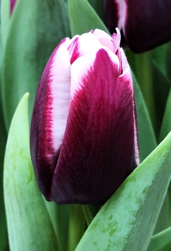 Тюльпан Тирамису 1шт (КолЛайн) 7шт/уп 