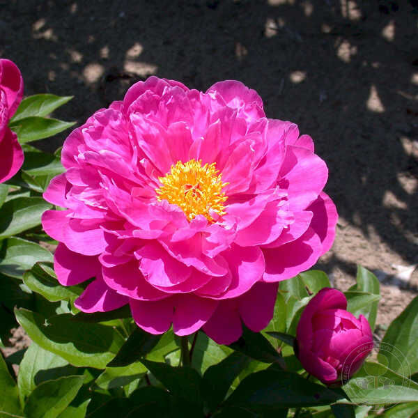 Пион Найс Гал 1шт (КолЛайн)