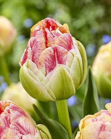 Тюльпан Спринкл Дип 11/12  1шт (КолЛайн) 2шт/уп