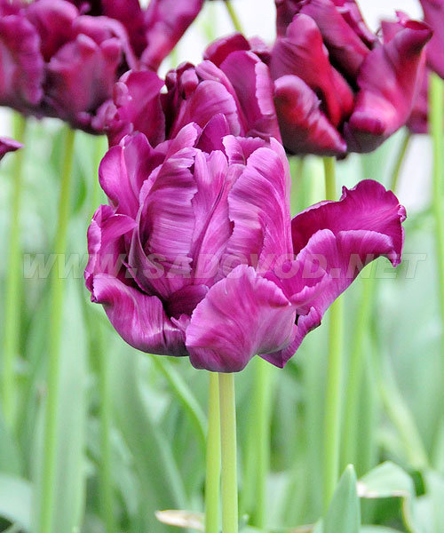 Тюльпан Виктория Сикрет 1шт (КолЛайн) 5шт/уп