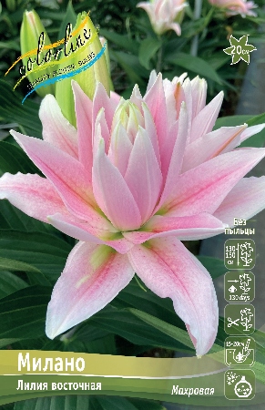 Лилия Милано 12/14 1шт (КолЛайн) 5шт/уп
